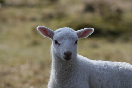 lamb protrait
