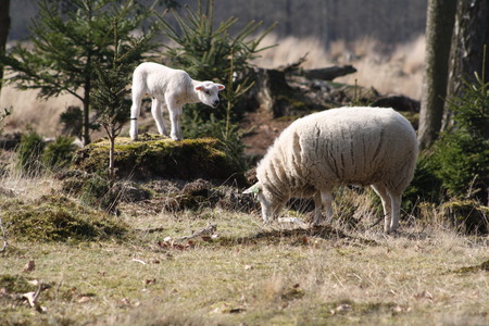 Mom Sheep with Lambの写真素材