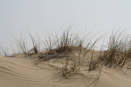 grass and sandの写真素材