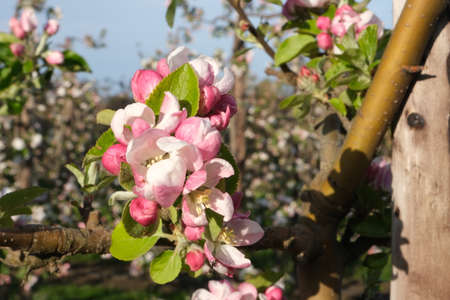 Apple blossom in orchardの写真素材