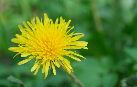 yellow dandylionの写真素材