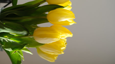 bouquet of yellow tulips on a gray background close upの写真素材