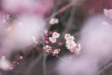 Plum blossomsの写真素材