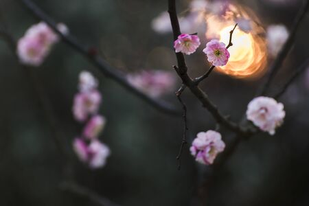 Plum blossomsの写真素材