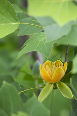 Liriodendron chinenseの写真素材