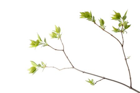 Green tree branch の写真素材