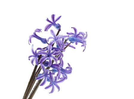 hyacinthus flower の写真素材