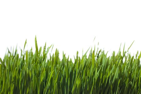 Green Grass の写真素材