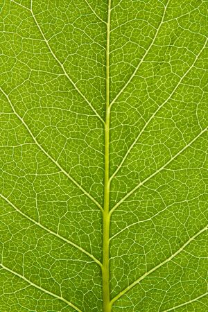 Leaf of a plant close up の写真素材