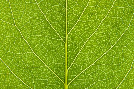 Leaf of a plant close up の写真素材