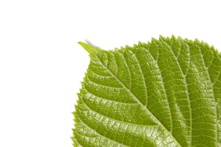 Leaf of a plant close up の写真素材