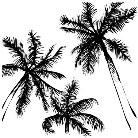 Tropical  background. Hand painted illustration. Hand drawn palm tree silhouette.のイラスト素材