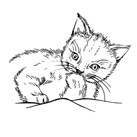 Hand drawn cat. Sketch kitten, kitty. Sketch ink illustrationのイラスト素材