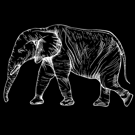 Sketch elephant in full growth, moving elephant, ink graphic black and white drawingのイラスト素材