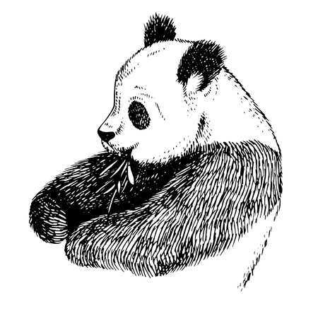 Sketch Panda with bamboo. Engrave ink draw panda illustration. Hand drawn panda bearのイラスト素材