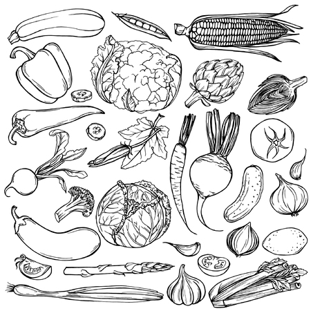 Hand drawn ink sketch. Set of various vegetables. Sketches of different food. Isolated on white