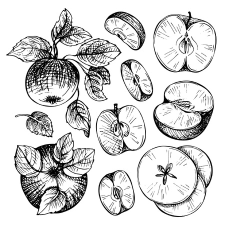 Sketches and engravings apples, branch and leaves. Apple fruit. Set of hand drawn apple. Vintage sketch style illustration.のイラスト素材