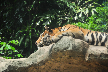 tiger on the cliff