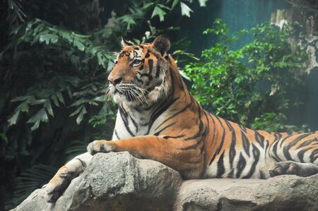 Tiger lays down on the rockの写真素材