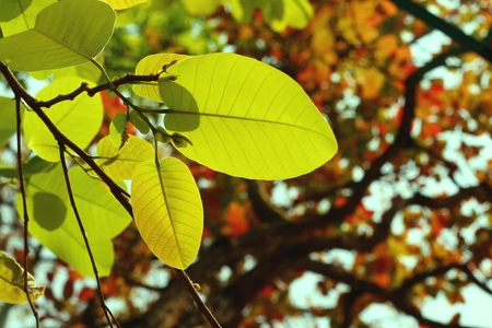 green leaves in autumnの写真素材