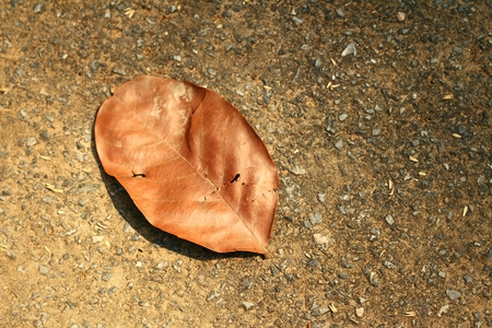 brown dead leaf