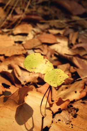 Leaves Newborn on dry leavesの写真素材