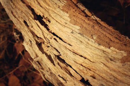 Bark or pile of pine woodの写真素材