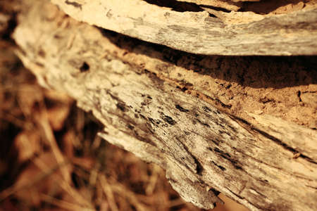 Bark or pile of pine woodの写真素材