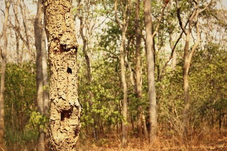 forest background and texture