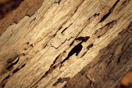 Bark or pile of pine wood