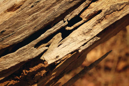 Bark or pile of pine woodの写真素材