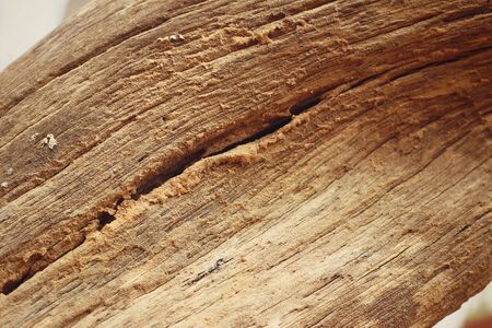 Bark or pile of pine wood