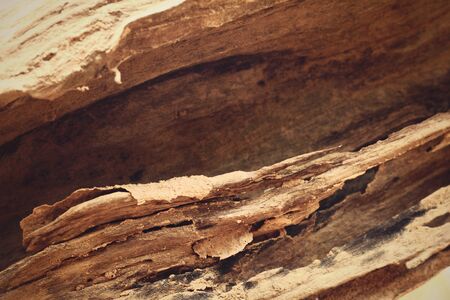 Bark or pile of pine woodの写真素材