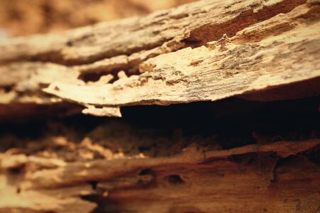 Bark or pile of pine woodの写真素材