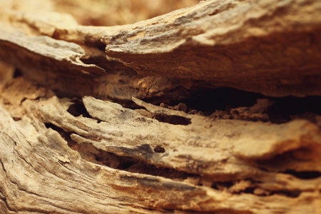 Bark or pile of pine wood