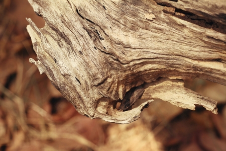 Bark or pile of pine woodの写真素材