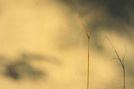 twigs or branches is  shadow on a background.の写真素材
