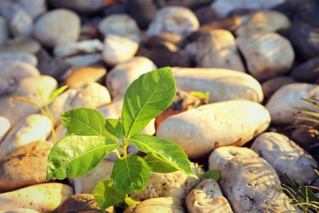 leaves and shadow is green and yellow.の写真素材