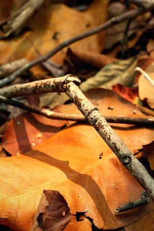 branches with shadow