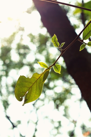 green leaves in autumnの写真素材