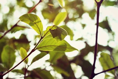 green leaves in autumn