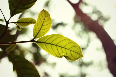 green leaves in autumnの写真素材