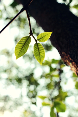 green leaves in autumnの写真素材