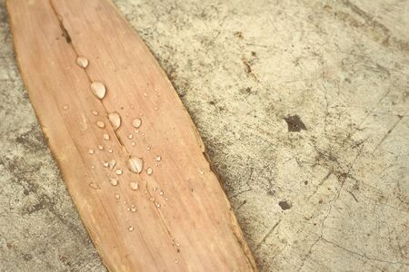 Water drops on dry leaves on the ground.の写真素材