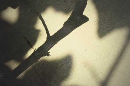 shadow of tree branchesの写真素材