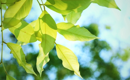 leaves and shadow