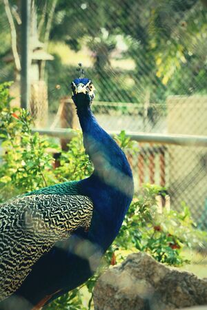 Colorful Blue Ribbon Peacock in a cageの写真素材