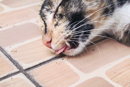 Cat sleepingの写真素材