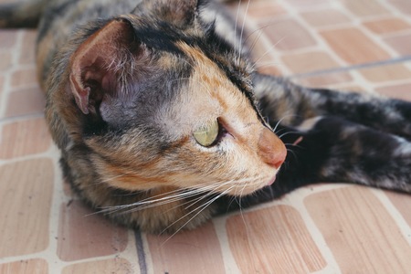 Cat lookingの写真素材