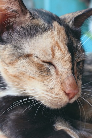 Cat sleepingの写真素材